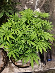 Click image for larger version

Name:	20200509_143800_copy_1209x1612.jpg
Views:	667
Size:	938.5 KB
ID:	403298