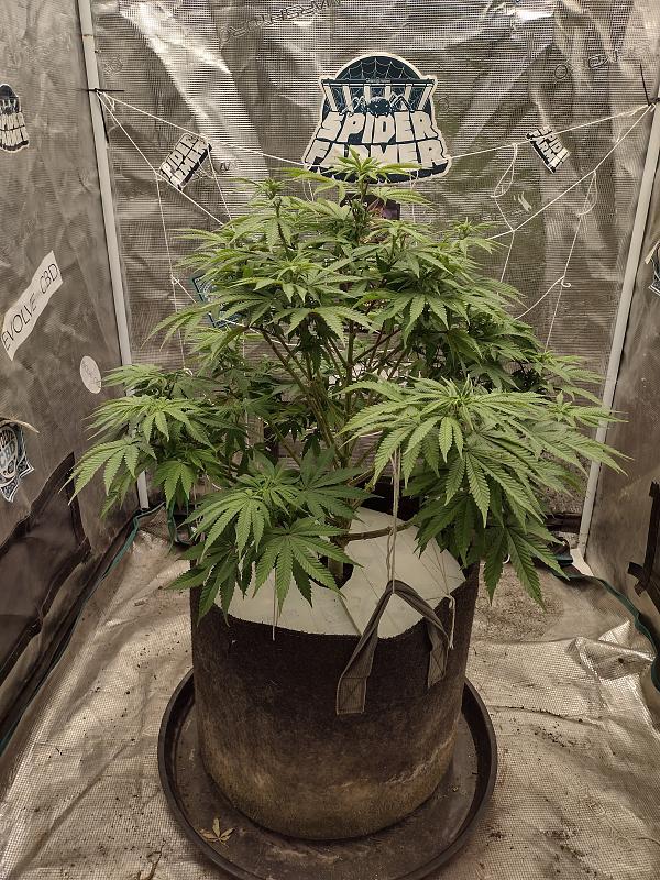 Click image for larger version

Name:	IMG_20260424_160736537_HDR.jpg
Views:	24
Size:	4.58 MB
ID:	665425