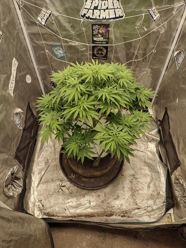 Click image for larger version

Name:	IMG_20260424_160718009_HDR.jpg
Views:	19
Size:	4.20 MB
ID:	665426