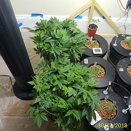 Click image for larger version

Name:	NL bottom.LoJ top.jpg
Views:	380
Size:	1.30 MB
ID:	280309