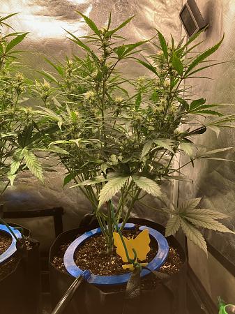 Click image for larger version

Name:	image0 (1).jpg
Views:	0
Size:	1.24 MB
ID:	665466