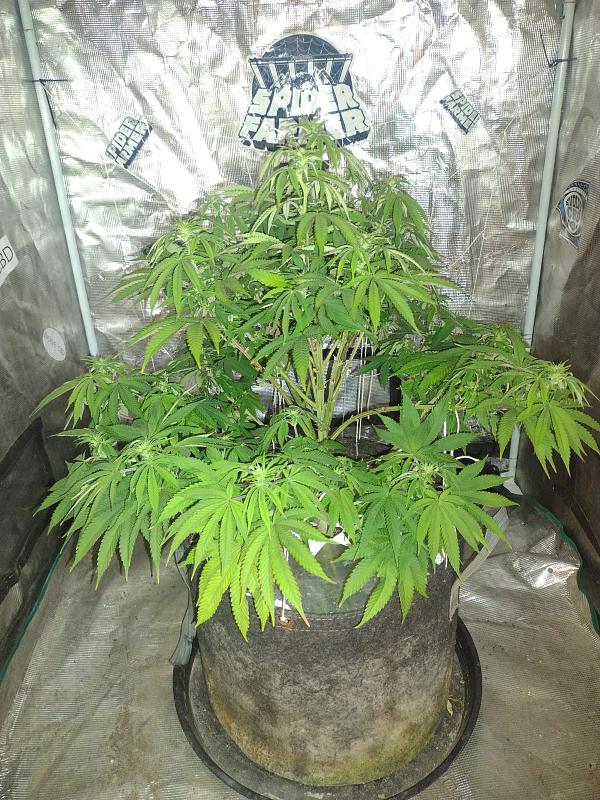 Click image for larger version

Name:	IMG_20260428_073150888.jpg
Views:	4
Size:	3.93 MB
ID:	665503