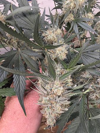 Click image for larger version

Name:	20260603_181417.jpg
Views:	0
Size:	3.50 MB
ID:	666467