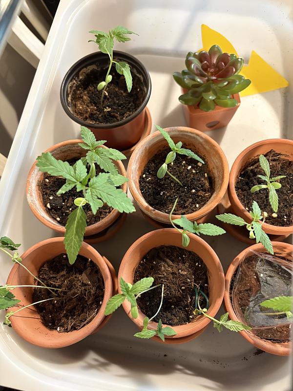 Click image for larger version

Name:	Plant top.jpg
Views:	0
Size:	1.37 MB
ID:	668313