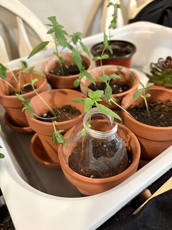 Click image for larger version

Name:	pot side.jpg
Views:	0
Size:	1.04 MB
ID:	668314