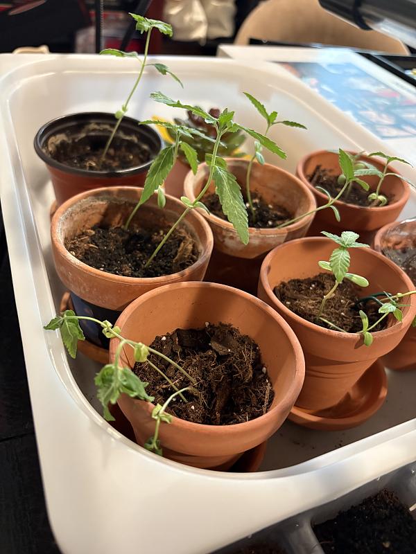 Click image for larger version

Name:	Pots sides.jpg
Views:	0
Size:	1.14 MB
ID:	668316