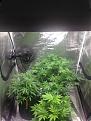 Click image for larger version

Name:	Inside tent.JPG
Views:	250
Size:	198.8 KB
ID:	104733