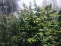 Click image for larger version

Name:	Buds need support.JPG
Views:	185
Size:	236.7 KB
ID:	120288