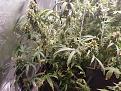 Click image for larger version

Name:	Bag Seed _8-5-17.jpg
Views:	182
Size:	2.39 MB
ID:	123875