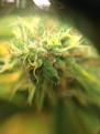 Click image for larger version

Name:	Seriously Happy Trichomes.JPG
Views:	228
Size:	126.5 KB
ID:	128106
