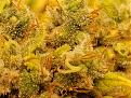 Click image for larger version

Name:	Critical Mass Trichomes 8-26-17.jpg
Views:	152
Size:	3.10 MB
ID:	128271