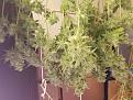 Click image for larger version

Name:	Seriously Happy harvest.jpg
Views:	149
Size:	3.23 MB
ID:	130463