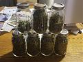 Click image for larger version

Name:	Bag seed and Seriously Happy harvest.jpg
Views:	159
Size:	1.44 MB
ID:	131576