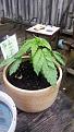 Click image for larger version

Name:	kush.jpg
Views:	254
Size:	174.9 KB
ID:	131932