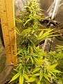 Click image for larger version

Name:	Seriously Happy buds 10-10-17.jpg
Views:	142
Size:	3.28 MB
ID:	135408