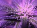 Click image for larger version

Name:	IMG_1359.JPG
Views:	170
Size:	1.59 MB
ID:	138690