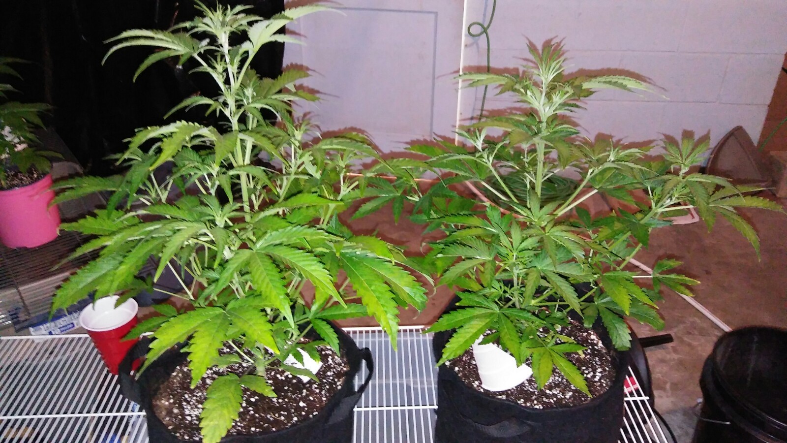 What type of trimming shears? - GrowWeedEasy.com Cannabis Growing Forum