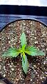 Click image for larger version

Name:	Fz0fivO.jpg
Views:	172
Size:	3.48 MB
ID:	172921