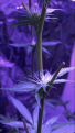 Click image for larger version

Name:	17E568B1-41CE-4DDF-8CAC-C646116E3EA6.png
Views:	254
Size:	940.7 KB
ID:	196791