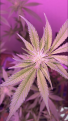 Click image for larger version

Name:	F744BE71-B3EC-421E-90DC-B10A0DF1C211.png
Views:	265
Size:	1.15 MB
ID:	197577