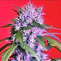 Click image for larger version

Name:	berry-bomb-feminised Cropped.jpg
Views:	182
Size:	68.9 KB
ID:	244089