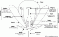 Click image for larger version

Name:	Floweranatomy_bw.GIF
Views:	873
Size:	6.9 KB
ID:	26183