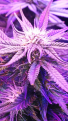 Click image for larger version

Name:	BD Week 14 - bud 4 20190303_152825.png
Views:	328
Size:	1.38 MB
ID:	296012