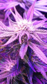 Click image for larger version

Name:	BD Week 14 - bud 4 20190303_152825.png
Views:	284
Size:	1.38 MB
ID:	296012