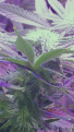 Click image for larger version

Name:	BD Week 14 - bud 1 20190303_152825.png
Views:	283
Size:	991.2 KB
ID:	296013