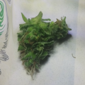 Click image for larger version

Name:	bud 20190415_214939.png
Views:	691
Size:	495.5 KB
ID:	305113