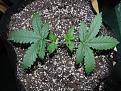 Click image for larger version

Name:	10 - Day 18 Plant 1 Manifold.JPG
Views:	469
Size:	121.0 KB
ID:	311245