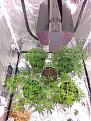Click image for larger version

Name:	All plants Day 43.jpg
Views:	139
Size:	2.53 MB
ID:	316306