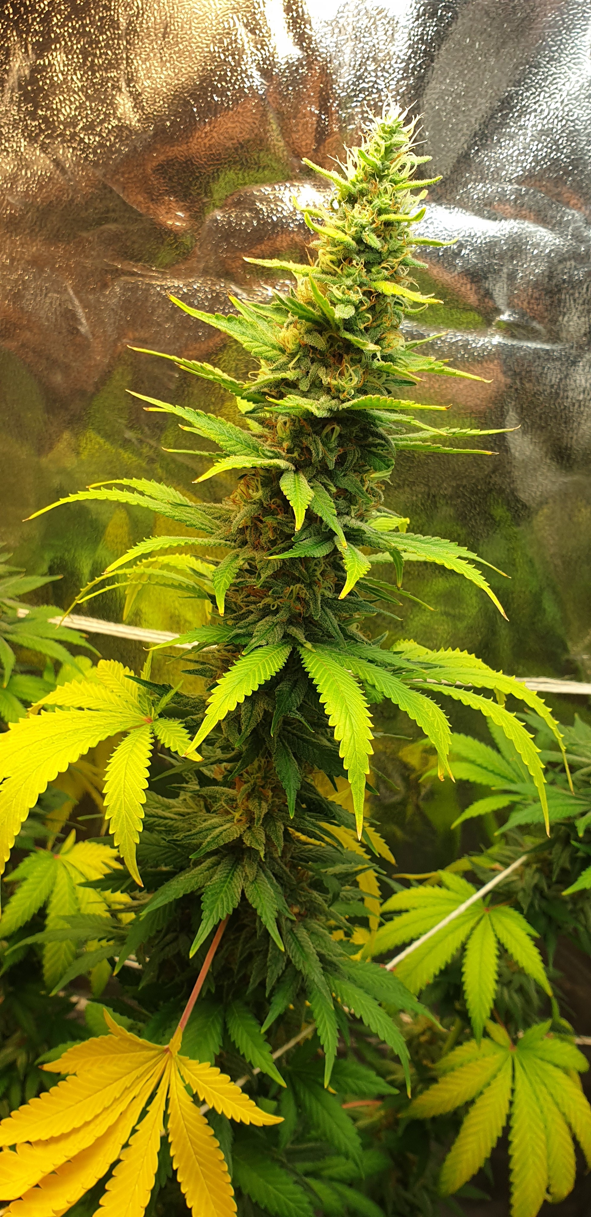 Aurora Indica Nirvana Seeds Week 8 Of Flowering Harvest Any Day Now Growweedeasy Com Cannabis Growing Forum