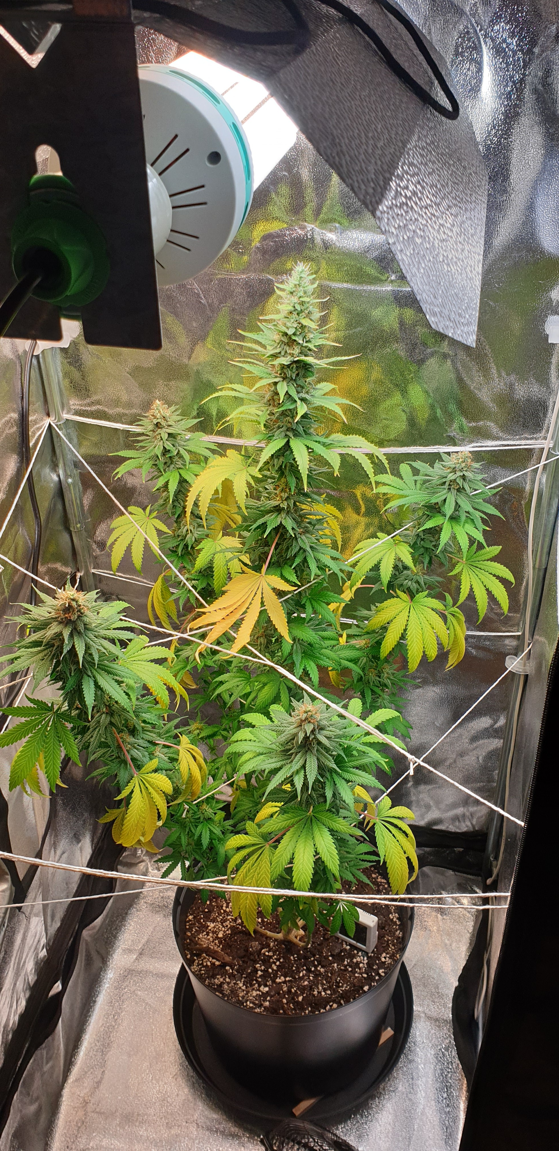 Aurora Indica Nirvana Seeds Week 8 Of Flowering Harvest Any Day Now Growweedeasy Com Cannabis Growing Forum