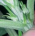 Click image for larger version

Name:	male-pre-flower-tiny-2.jpg
Views:	141
Size:	73.2 KB
ID:	320038
