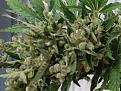 Click image for larger version

Name:	AUTO BUDS.jpg
Views:	507
Size:	1.58 MB
ID:	329798