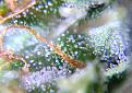 Click image for larger version

Name:	cannabis-trichomes-milky-white-ready-harvest.jpg
Views:	389
Size:	261.4 KB
ID:	343104