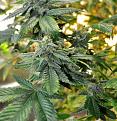 Click image for larger version

Name:	July-15-grow-Nov-21-flowering-buds.jpg
Views:	148
Size:	639.2 KB
ID:	34380