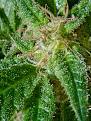 Click image for larger version

Name:	weed3.jpg
Views:	292
Size:	3.30 MB
ID:	345210