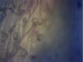 Click image for larger version

Name:	TimeShot003-0001.jpg
Views:	925
Size:	68.9 KB
ID:	346795