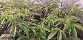 Click image for larger version

Name:	20191119_210857_resized.jpg
Views:	485
Size:	832.5 KB
ID:	350898