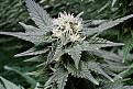 Click image for larger version

Name:	Amnesia Trance Flower, 4 Weeks 12-12.jpg
Views:	839
Size:	477.4 KB
ID:	360847