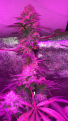 Click image for larger version

Name:	58F6F3CC-D280-48D0-B596-D527E04C47FF.png
Views:	241
Size:	2.07 MB
ID:	361355