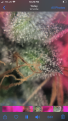 Click image for larger version

Name:	167C3B20-0297-49DF-8F63-0A2DE70DB010.png
Views:	221
Size:	1.12 MB
ID:	361442