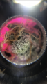 Click image for larger version

Name:	D9A8AFC1-C3CC-47DA-BDE4-49FA26FBCBA4.png
Views:	175
Size:	1.09 MB
ID:	362791