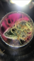 Click image for larger version

Name:	1793616C-7446-4449-9EAC-76B2880B7249.png
Views:	174
Size:	1.15 MB
ID:	362792