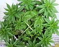 White Widow, Week 9, 01-10-20 2.jpg