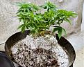 White Widow, Week 9, 01-10-20 8.jpg