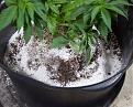 White Widow, Week 9, 01-10-20 9.jpg