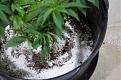 Click image for larger version

Name:	White Widow, Week 9, 01-10-20 11.jpg
Views:	962
Size:	341.2 KB
ID:	365057